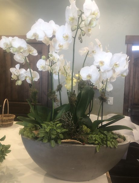 White Phalaenopsis Orchid Plant
