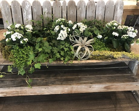 Large Dish Garden