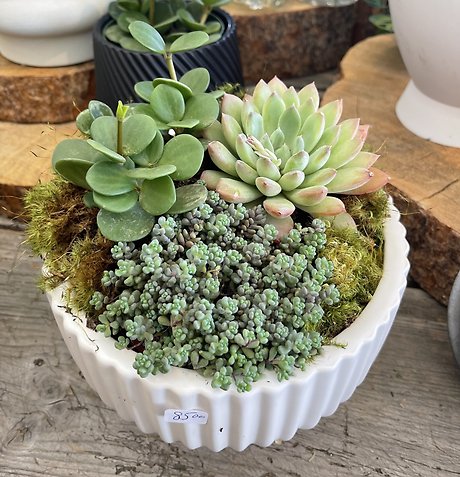 Succulent Garden