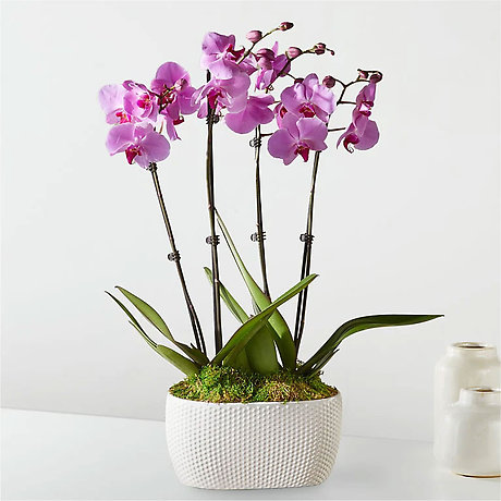 Pink Orchid