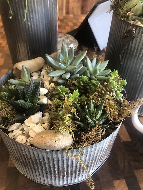 A Succulent Garden