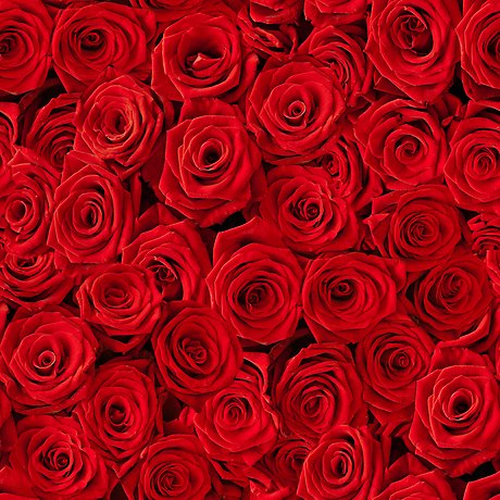 Rose Arrangement